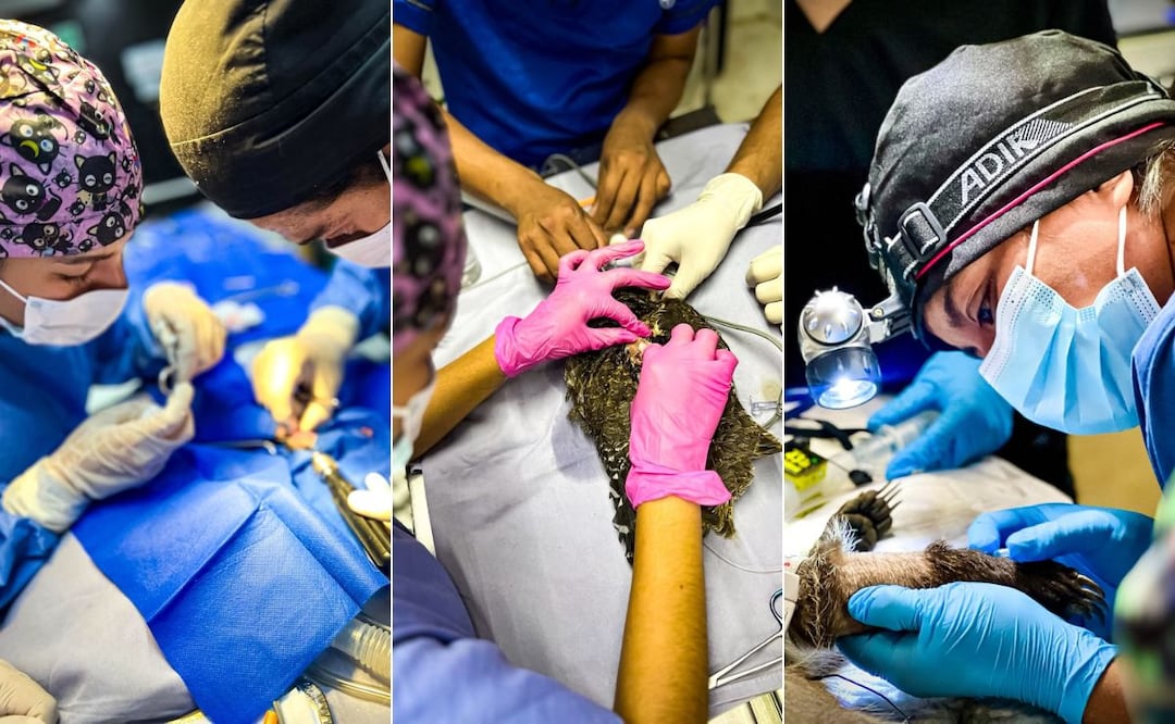 ¿Te gustaría realizar tu servicio social trabajando por la conservación de la biodiversidad? Fotos: Unidad de Fauna