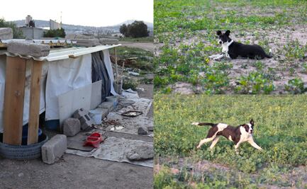 Amantes de los perros da techo y comida a una familia de callejeros