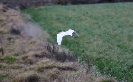 Por estrés hídrico, en riesgo flora y fauna silvestre de Hidalgo