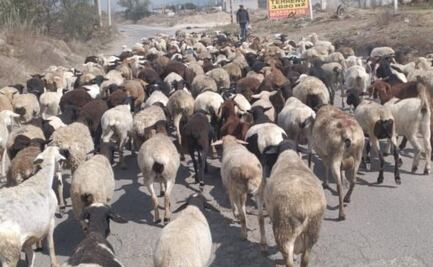 Roban más de 200 borregos en Tizayuca; pérdidas superan el millón de pesos