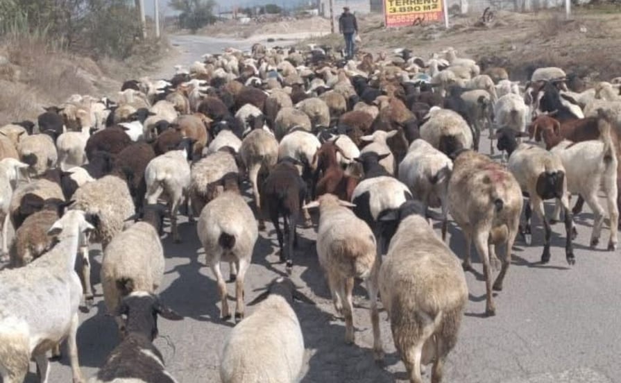 Roban más de 200 borregos en Tizayuca; pérdidas superan el millón de pesos