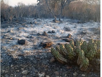 Llaman a evitar quemas tras incendios en el Valle del Mezquital