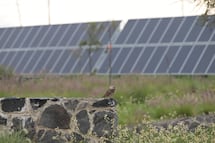 Ambientalistas celebran retiro del Parque Solar Tulancingo