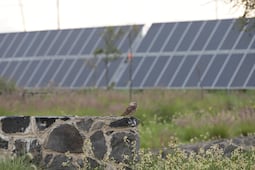 Ambientalistas celebran retiro del Parque Solar Tulancingo