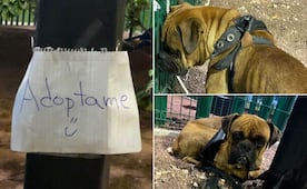 Abandonan perro en el Parque Cultural Hidalguense; ya está bajo resguardo