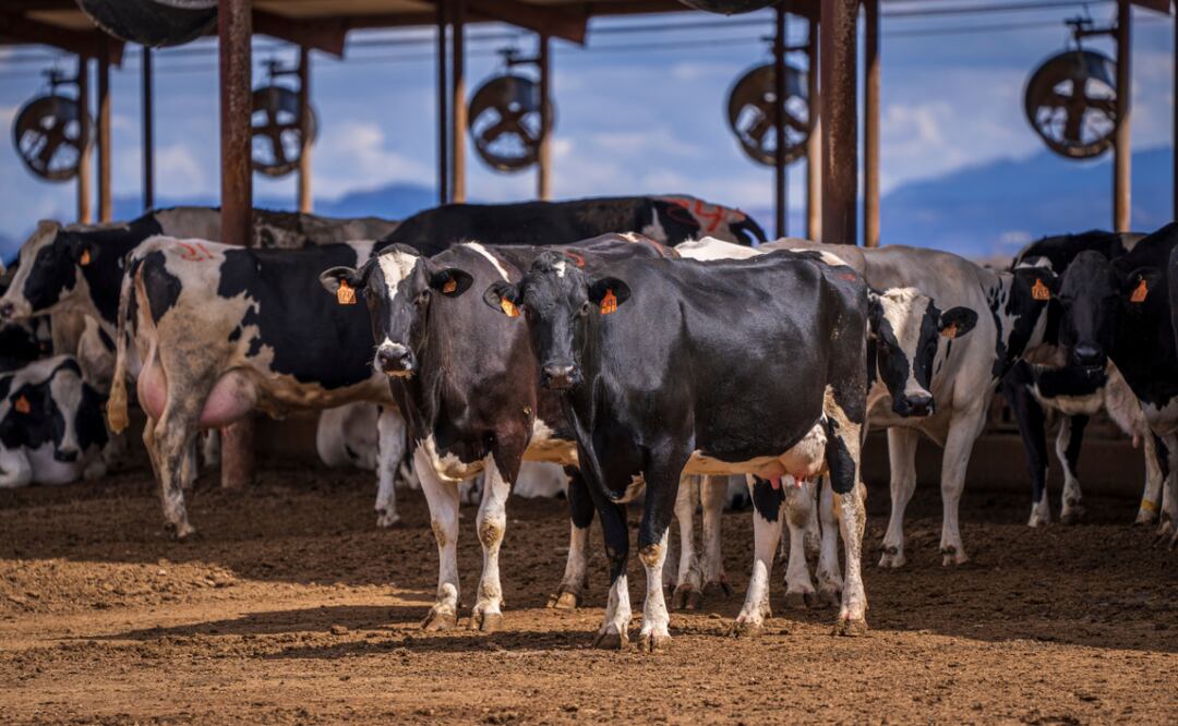 Los resultados de los proyectos serían la generación de biogás de la bigestión anaerobia del estiércol, agua tratada, abono orgánico y pellet para camas para vacas | Foto: Pexels
