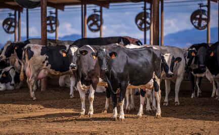Presentan proyectos para disminuir contaminación en El Manantial y Cuenca Lechera
