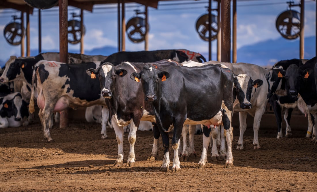 Los resultados de los proyectos serían la generación de biogás de la bigestión anaerobia del estiércol, agua tratada, abono orgánico y pellet para camas para vacas | Foto: Pexels