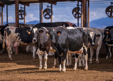 Presentan proyectos para disminuir contaminación en El Manantial y Cuenca Lechera
