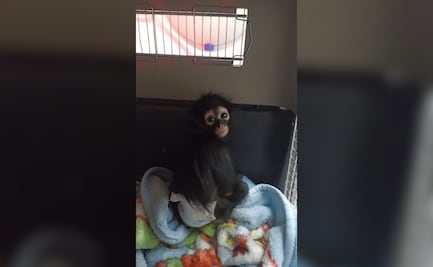 Rescatan en Pachuca a cría de mono araña; es el tercer caso en ocho meses