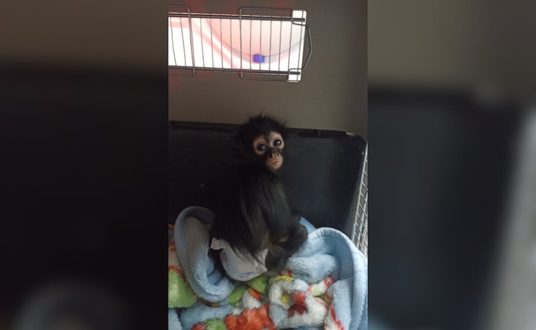 Facebook: Unidad de Rehabilitación de Fauna Silvestre Pachuca