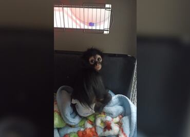 Rescatan en Pachuca a cría de mono araña; es el tercer caso en ocho meses