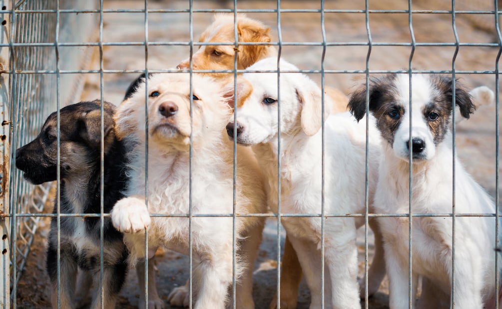 Tulancingo alcanza 174 casos de maltrato y abandono animal en 2025; podría cerrar el año con 200 | Imagen ilustrativa