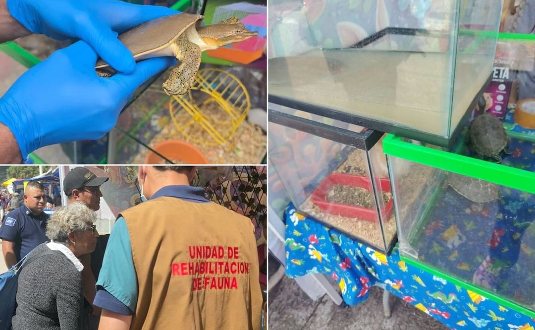 Detectan comercio ilegal de fauna en tianguis de Pachuca I Foto: Especial