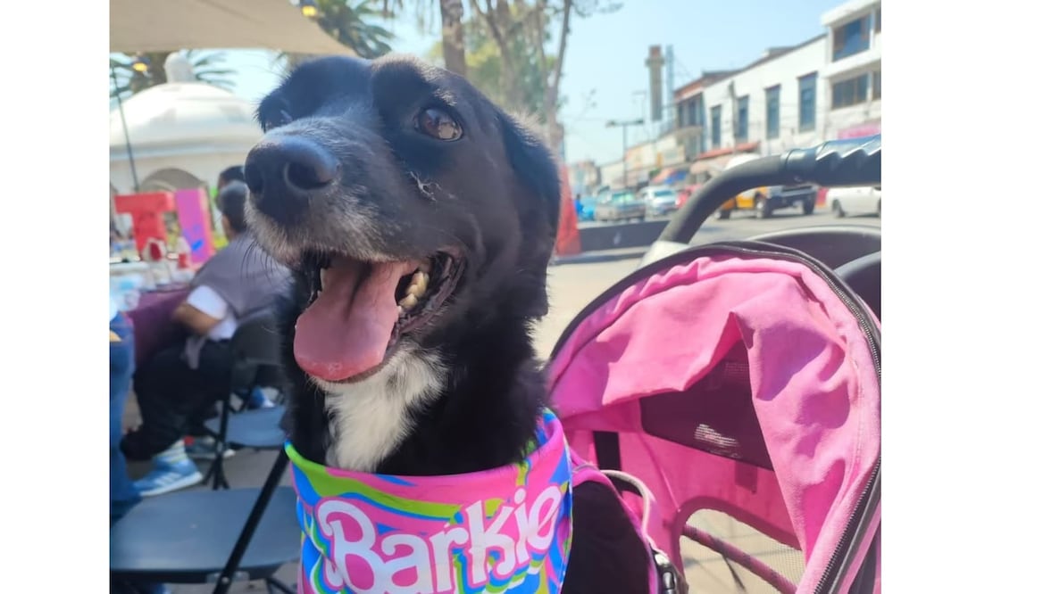 En Tizayuca se realizará un festival enfocado en el Bienestar Animal I foto: Especial