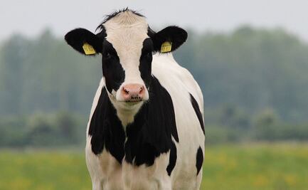 Ventanilla del sistema de identificación de ganado estará en Tulancingo