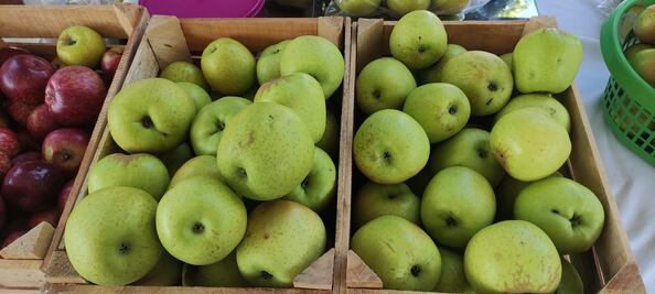 Muestran el orgullo de sus manzanas en el Valle del Mezquital y Sierra Gorda