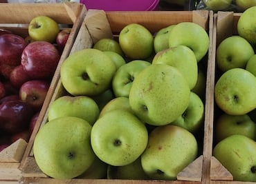 Muestran el orgullo de sus manzanas en el Valle del Mezquital y Sierra Gorda