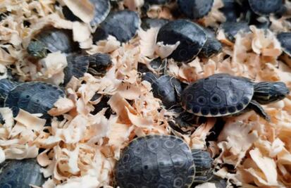 Profepa resguarda 320 tortugas pavo real; eran trasladadas irregularmente en autobús de pasajeros en la México-Puebla 