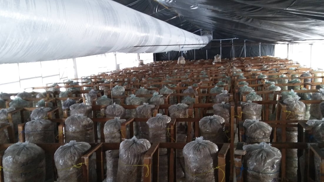 Setas Monarca, el emprendimiento hidalguense que ya cruza fronteras | Foto: Grisel Lira