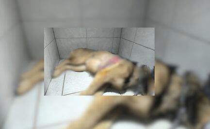 Rescatan a perrito lesionado en Ixmiquilpan