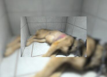 Rescatan a perrito lesionado en Ixmiquilpan