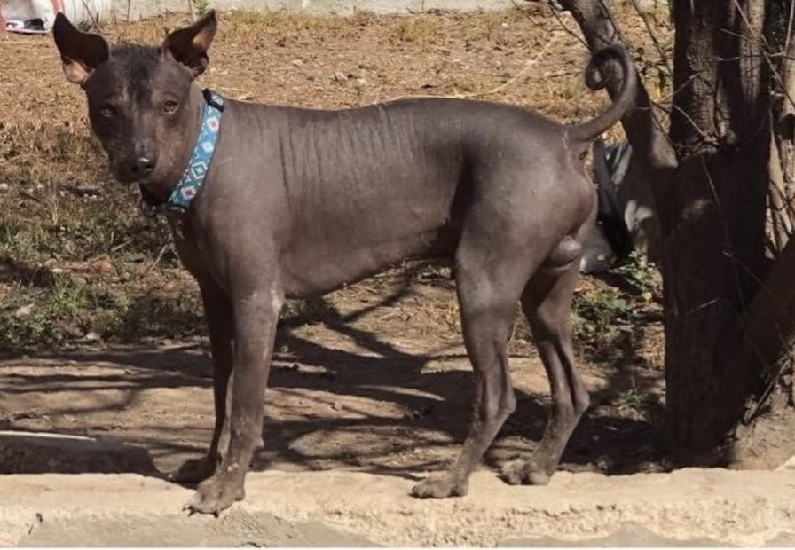 Proponen declarar al xoloitzcuintle como patrimonio biocultural de México | Foto: UAEH