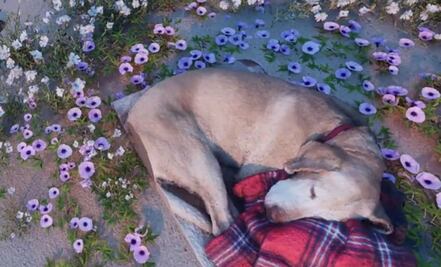 Utiliza la IA para "llevar" a su perro fallecido a la playa