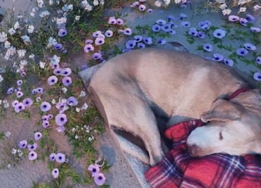 Utiliza la IA para "llevar" a su perro fallecido a la playa