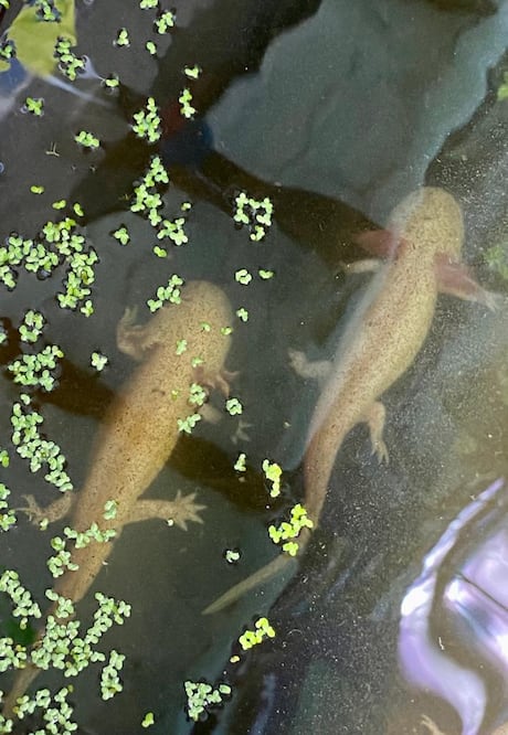 Ajolotario Miquiztli Xolotl Pachuca Foto: Luis Soriano