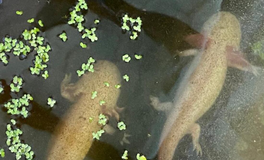 Ajolotario Miquiztli Xolotl Pachuca Foto: Luis Soriano