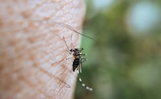 Repuntan casos de dengue en Hidalgo en primera quincena de septiembre; suman 22
