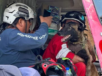 Pingo, el pastor belga que apoya labores de rescate en Hidalgo junto a brigadistas de Colima