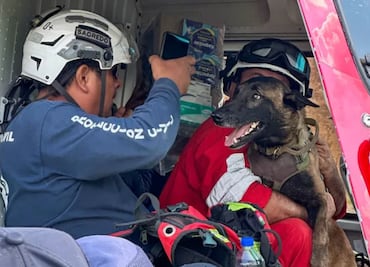 Pingo, el pastor belga que apoya labores de rescate en Hidalgo junto a brigadistas de Colima
