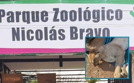 Puma rescatado en septiembre se quedará en el zoológico de Tulancingo
