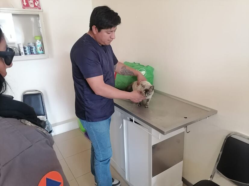 Rescatan a gatito en peligro sobre los puentes Atirantado y Colosio en Pachuca | Facebook: Dir. PC, Bomberos y GIR Pachuca