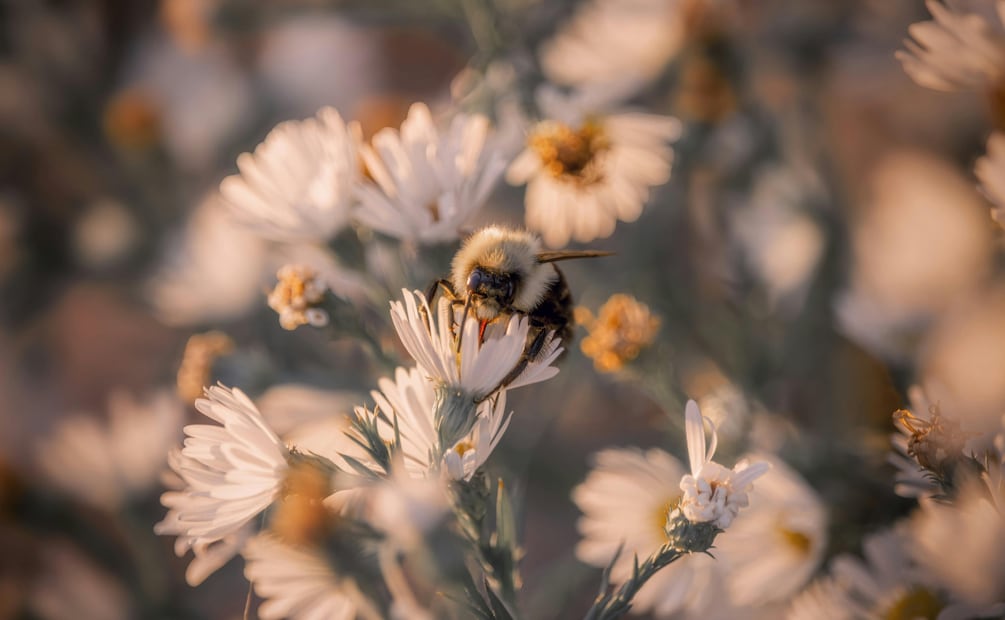 Cuautepec será sede del Cuarto Simposio Internacional de Jardines para Polinizadores | Foto: Pexels
