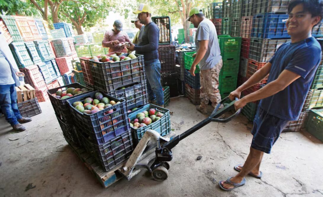 Trabajar en el corte de mango como en las empacadoras es “muy pesado, pero se gana dinero”, advierten los trabajadores agrícolas. Foto: Edwin Hernández / EL UNIVERSAL