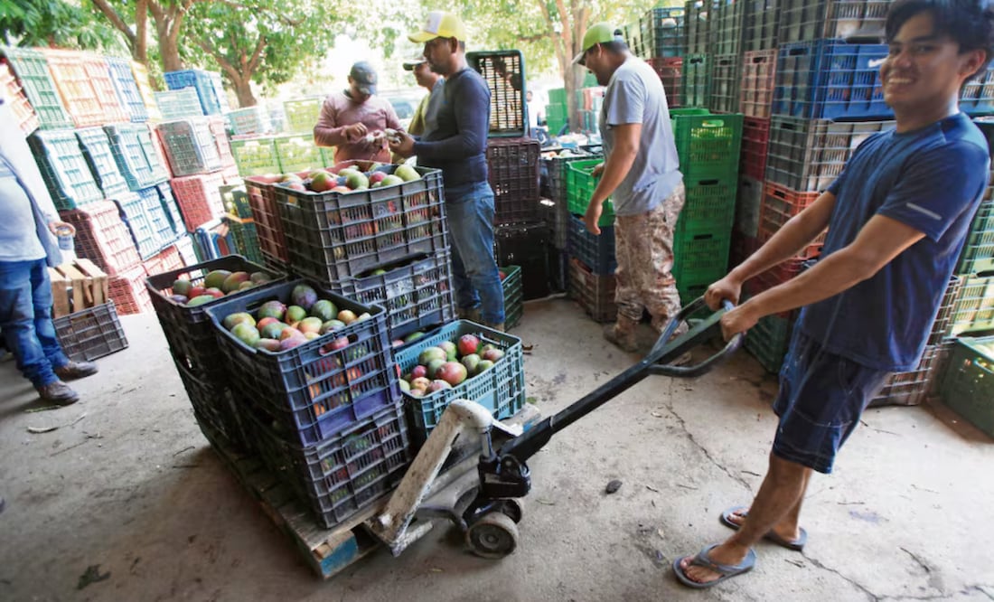 Trabajar en el corte de mango como en las empacadoras es “muy pesado, pero se gana dinero”, advierten los trabajadores agrícolas. Foto: Edwin Hernández / EL UNIVERSAL