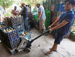PIB agrícola en México por debajo del promedio en ALC, según un estudio del Banco Interamericano de Desarrollo