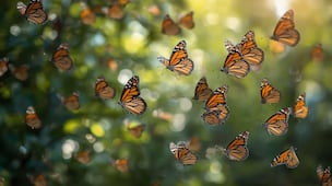 Reportan aumento de 64% en presencia de mariposa monarca en bosques de hibernación mexicanos; llaman a fortalecer conservación 