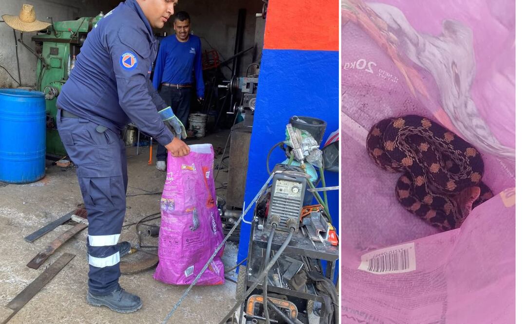 El reptil de aproximadamente 1.30 metros fue visto por los trabajadores del taller, cuando el animal se escondía entre algunas máquinas.