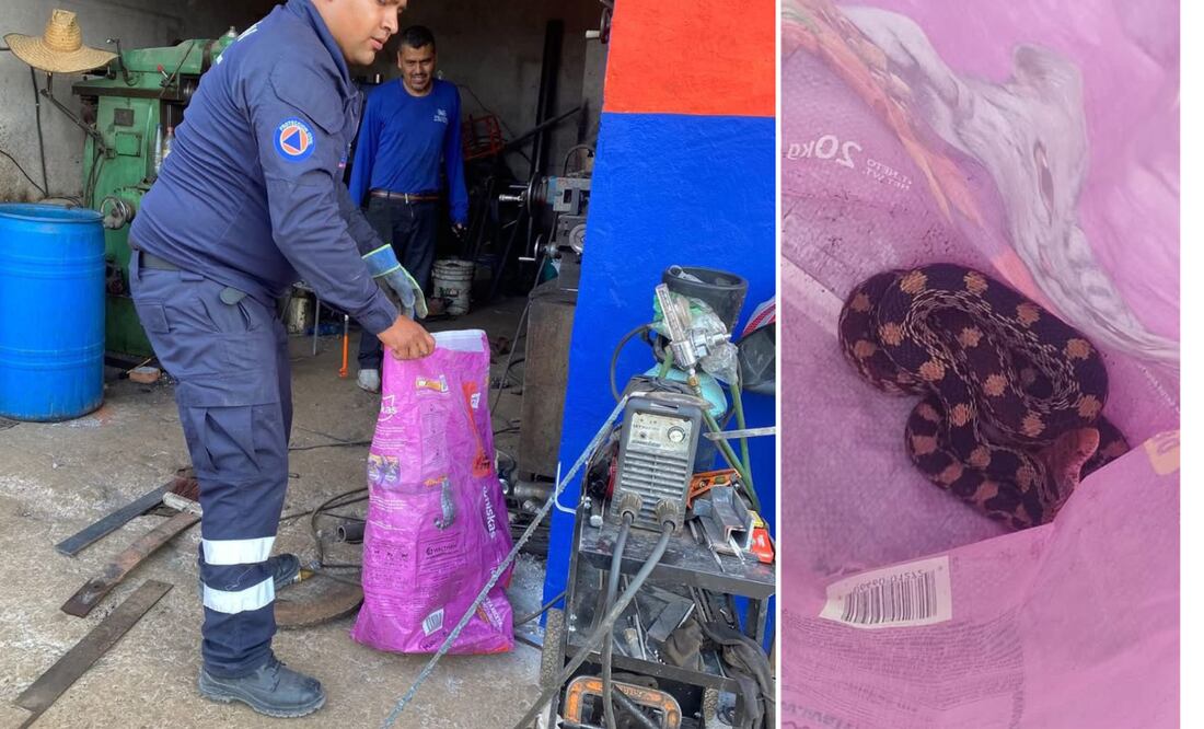 El reptil de aproximadamente 1.30 metros fue visto por los trabajadores del taller, cuando el animal se escondía entre algunas máquinas.