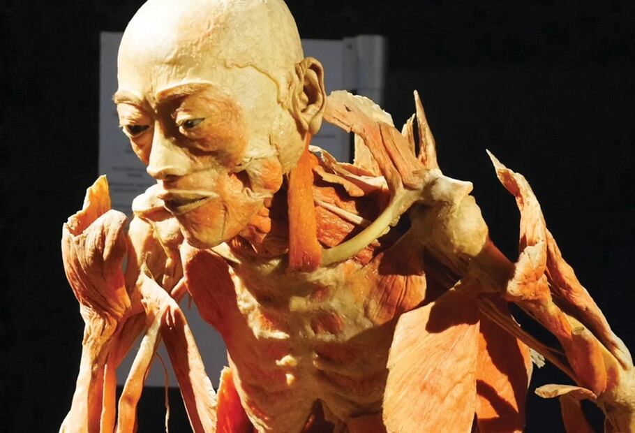 Pachuca recibe la exposición "Our Body: El Universo dentro de Cuerpos Humanos Reales" | Foto: Especial