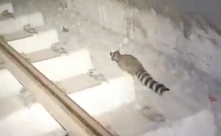 Resguardan cacomixtle encontrado en el metro