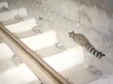 Resguardan cacomixtle encontrado en el metro