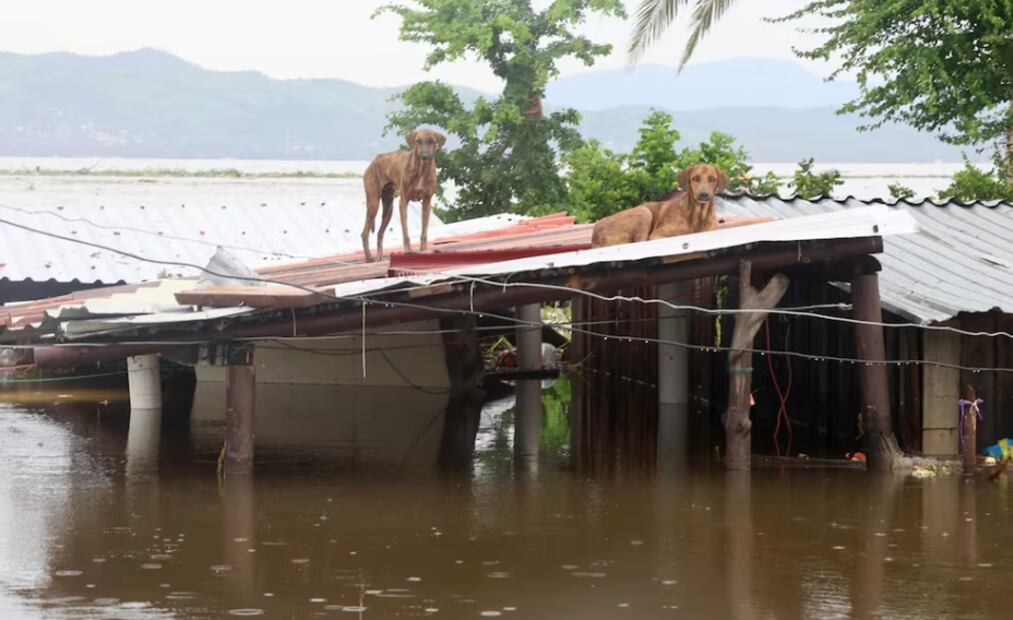 Acapulqueños utilizan sus recursos para rescatar a sus mascotas. Foto: Valente Rosas / EL UNIVERSAL