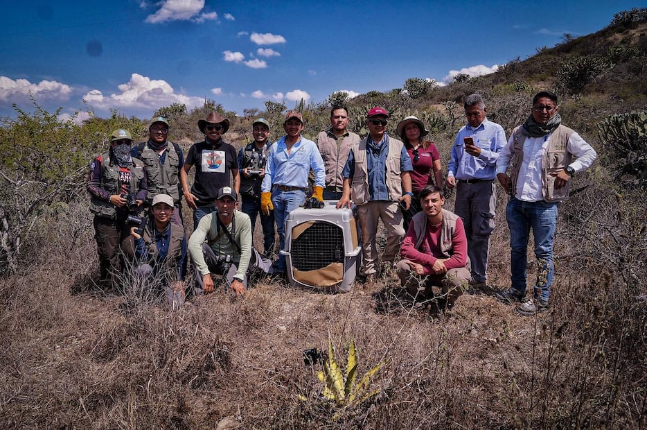 Regresan a la naturaleza 16 animales rescatados en Pachuca | Foto: Unidad de Fauna