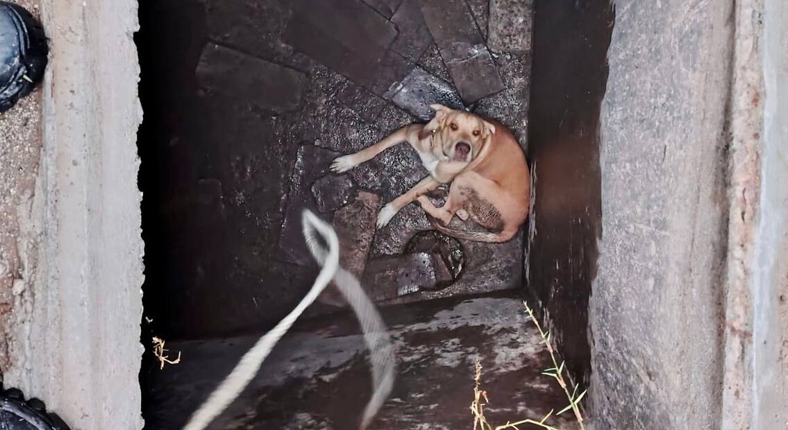 En Pachuca, rescatan a perro que había caído en una cisterna I Foto: Especial