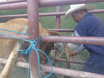 Inician programa de mejoramiento genético en ganado de San Felipe Orizatlán